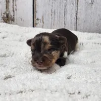 Gobi, a male Yorkshire Terrier for sale in Roanoke Rapids, NC – Photo 2 of 5