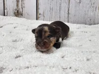 Gobi, a male Yorkshire Terrier for sale in Roanoke Rapids, NC – Photo 2 of 5