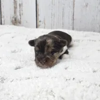 Gobi, a male Yorkshire Terrier for sale in Roanoke Rapids, NC – Photo 3 of 5