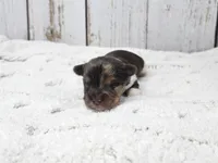 Gobi, a male Yorkshire Terrier for sale in Roanoke Rapids, NC – Photo 3 of 5