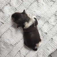 Gobi, a male Yorkshire Terrier for sale in Roanoke Rapids, NC – Photo 5 of 5