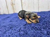 Breve, a male Yorkshire Terrier for sale in Roanoke Rapids, NC – 2 of 2