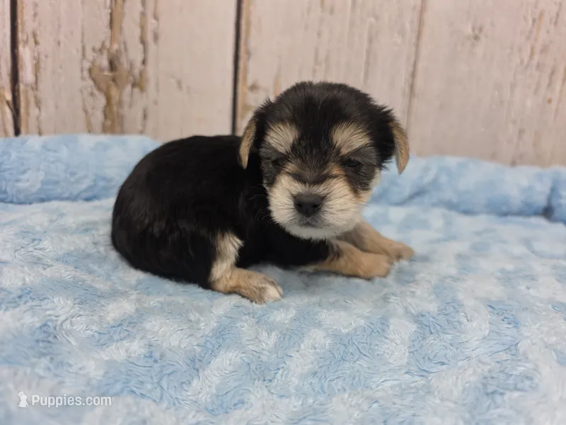 Leia – Yorkshire Terrier puppy for sale in Roanoke Rapids, NC