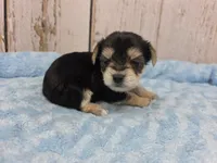 Leia, a female Yorkshire Terrier for sale in Roanoke Rapids, NC – 1 of 2