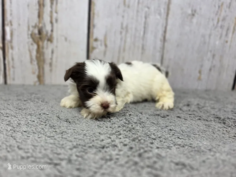 Fettuccine  – Yorkshire Terrier puppy for sale in Roanoke Rapids, NC