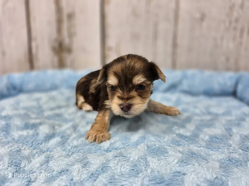 Rey – Yorkshire Terrier puppy on hold in Roanoke Rapids, NC