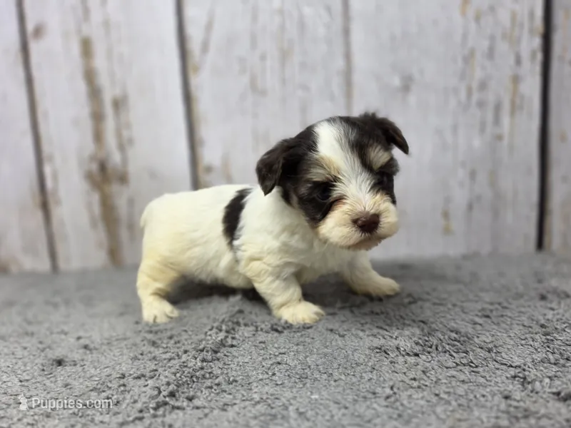 Penne – Yorkshire Terrier puppy for sale in Roanoke Rapids, NC