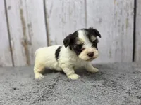Penne, a female Yorkshire Terrier for sale in Roanoke Rapids, NC – 1 of 4