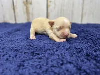 Latte, a female Yorkshire Terrier for sale in Roanoke Rapids, NC – 2 of 2