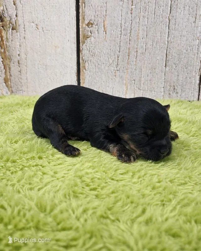 Benedict  – Yorkshire Terrier puppy for sale in Roanoke Rapids, NC