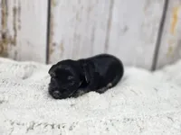 Benedict , a male Yorkshire Terrier for sale in Roanoke Rapids, NC – 3 of 4