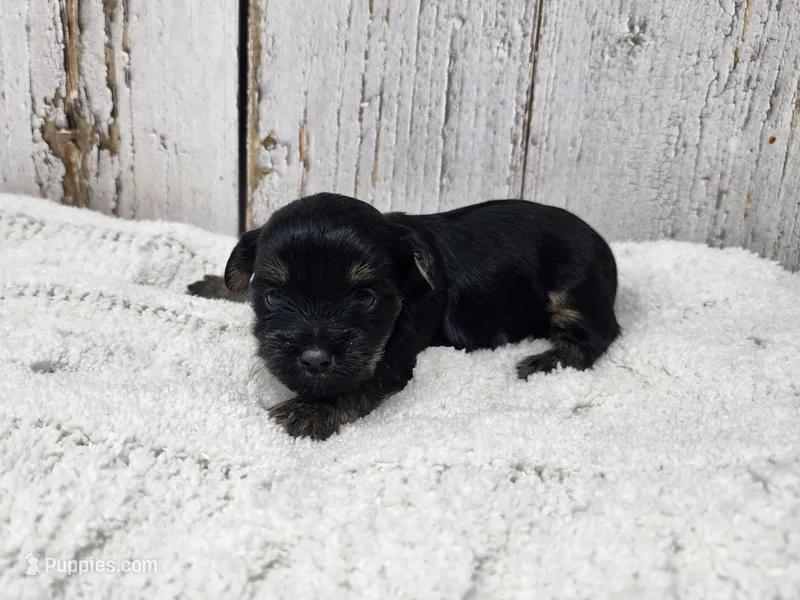 Benedict  – Yorkshire Terrier puppy for sale in Roanoke Rapids, NC