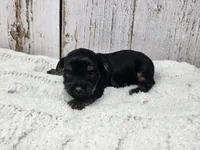 Benedict , a male Yorkshire Terrier for sale in Roanoke Rapids, NC – 1 of 4