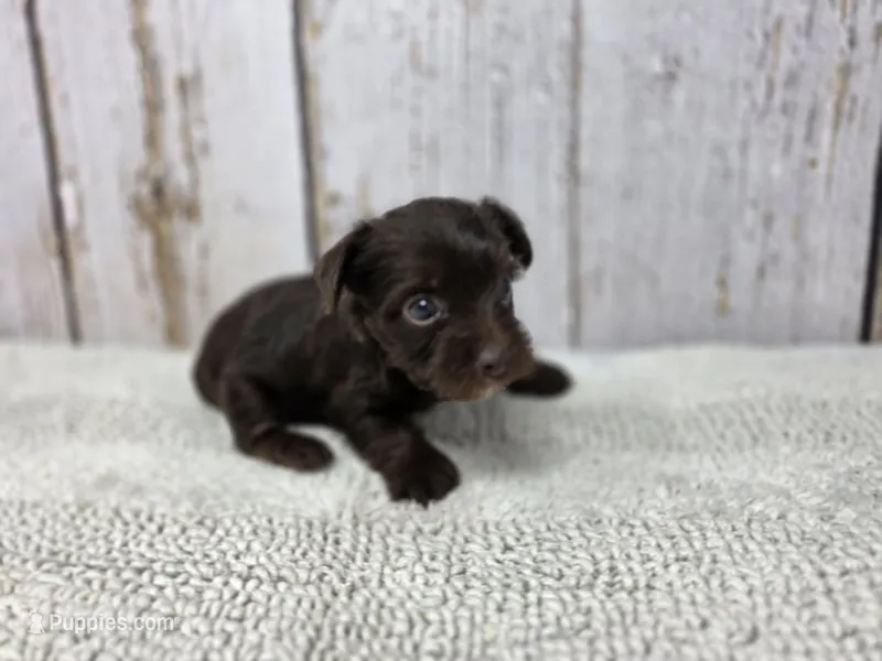 Dove – Yorkshire Terrier puppy for sale in Roanoke Rapids, NC