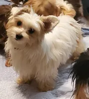 Schatzi, a female Yorkshire Terrier for sale in Roanoke Rapids, NC – 1 of 2