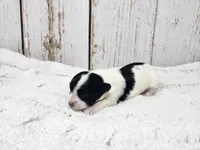 Ciara, a female Yorkshire Terrier for sale in Roanoke Rapids, NC – Photo 2 of 3