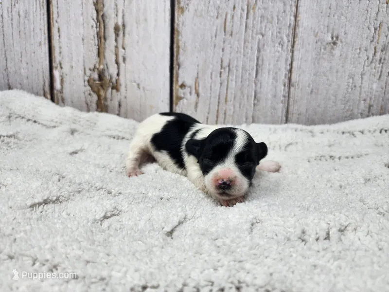 Ciara – Yorkshire Terrier puppy for sale in Roanoke Rapids, NC