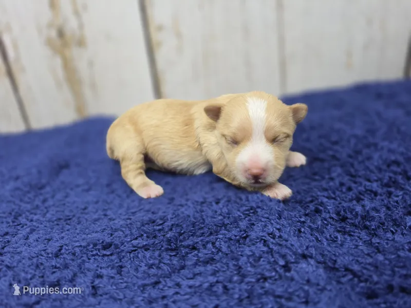 Americano – Yorkshire Terrier puppy for sale in Roanoke Rapids, NC