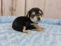 Leia, a female Yorkshire Terrier for sale in Roanoke Rapids, NC – 2 of 2