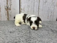 Fettuccine , a male Yorkshire Terrier for sale in Roanoke Rapids, NC – 4 of 4