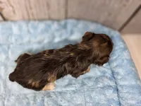 Rey, a female Yorkshire Terrier for sale in Roanoke Rapids, NC – 2 of 3