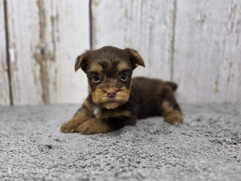Rigatoni – Yorkshire Terrier puppy for sale in Roanoke Rapids, NC