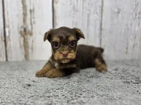 Rigatoni, a male Yorkshire Terrier for sale in Roanoke Rapids, NC – 1 of 3