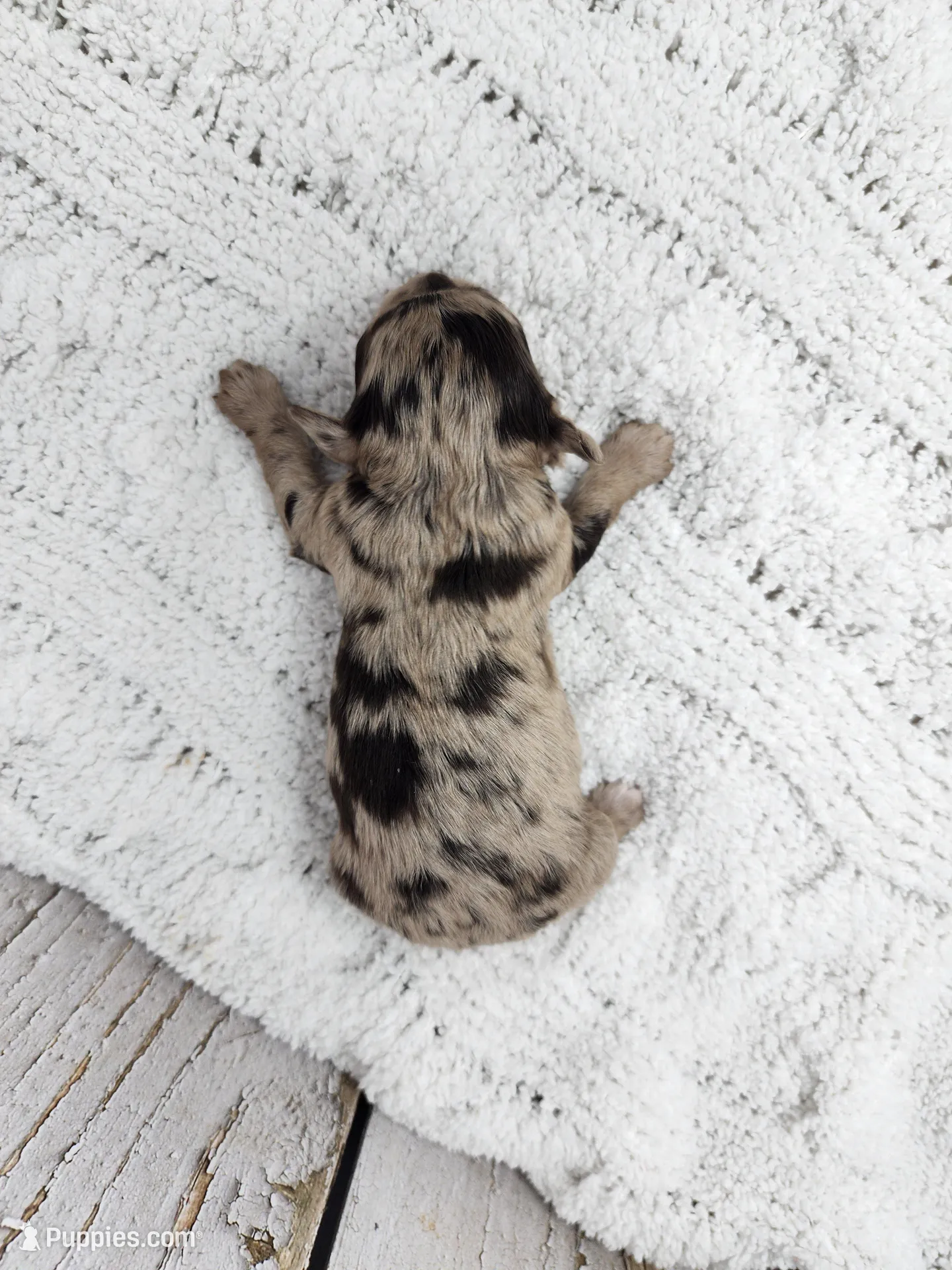 Roisin, a female Yorkshire Terrier for sale in Roanoke Rapids, NC – Photo 3 of 3