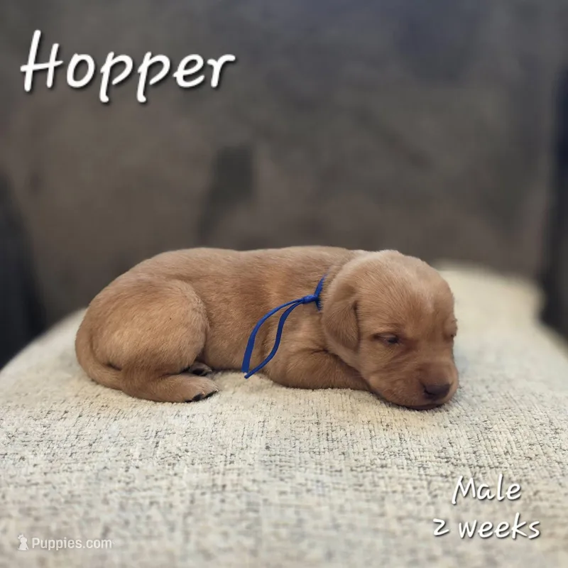 Hopper – Labrador Retriever puppy for sale in Arthur, IA