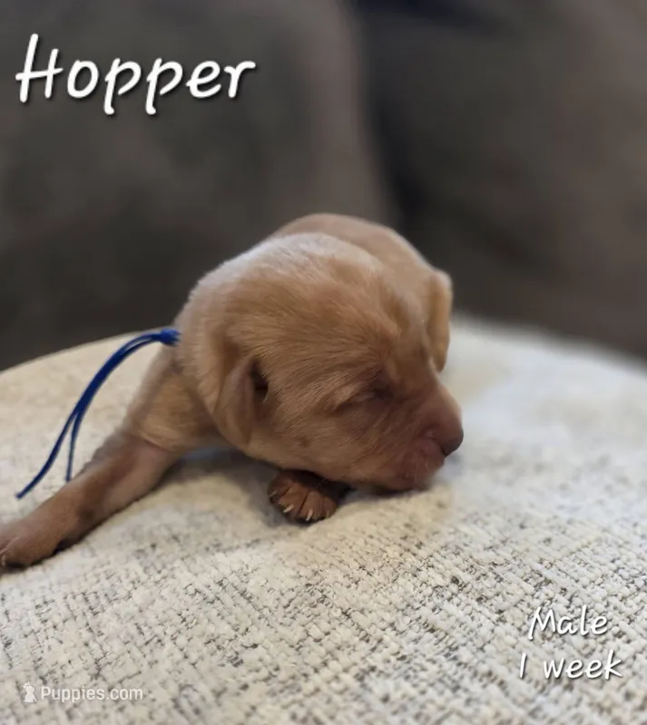 Hopper – Labrador Retriever puppy for sale in Arthur, IA