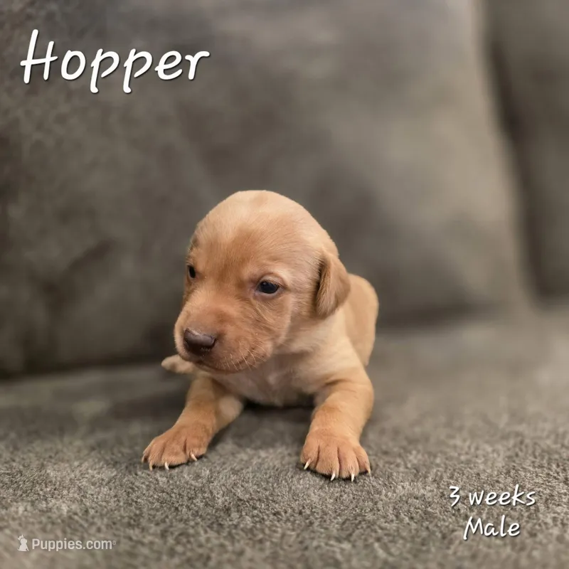 Hopper – Labrador Retriever puppy for sale in Arthur, IA