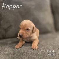 Hopper, a male Labrador Retriever for sale in Arthur, IA – Photo 1 of 3