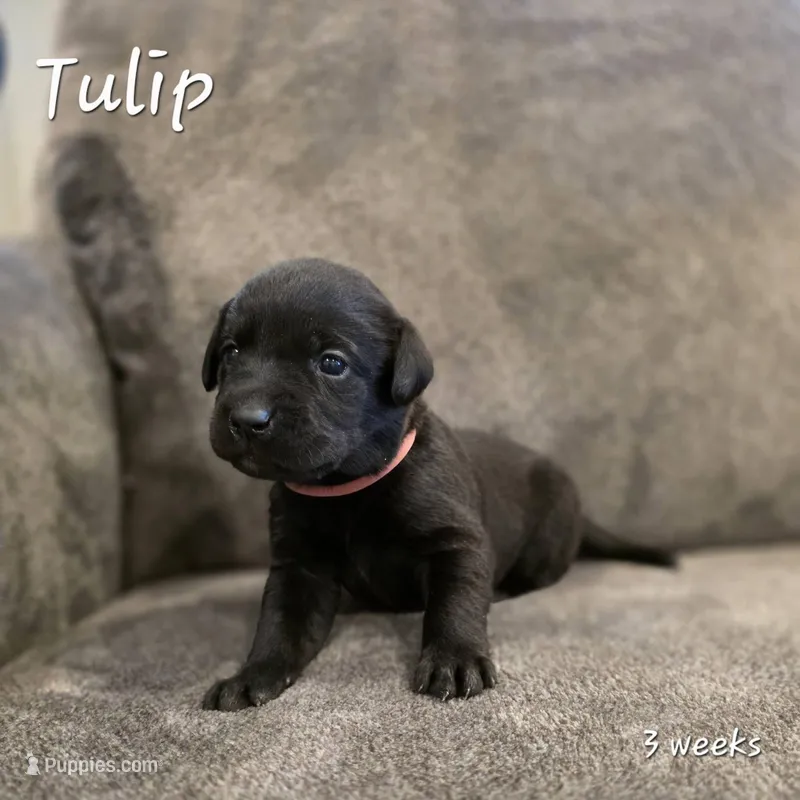 Tulip – Labrador Retriever puppy for sale in Arthur, IA