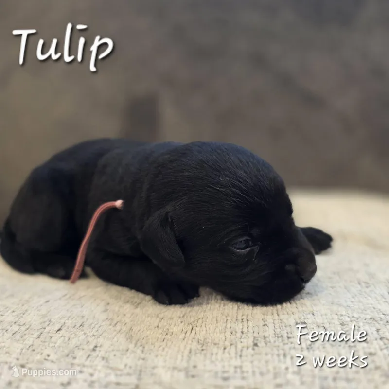 Tulip – Labrador Retriever puppy for sale in Arthur, IA