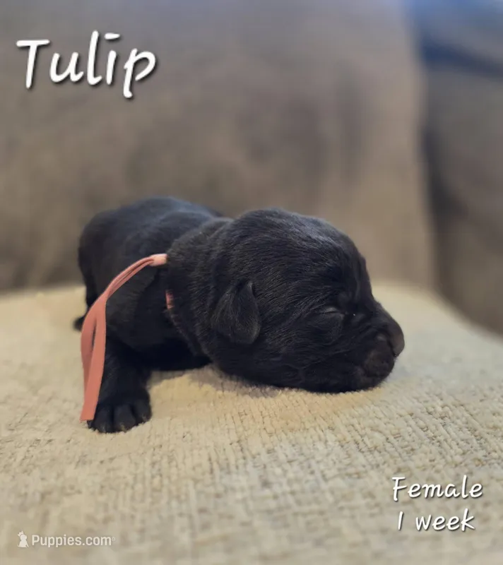 Tulip – Labrador Retriever puppy for sale in Arthur, IA
