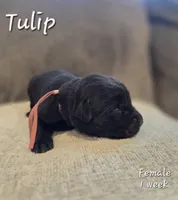 Tulip, a female Labrador Retriever for sale in Arthur, IA – Photo 3 of 3