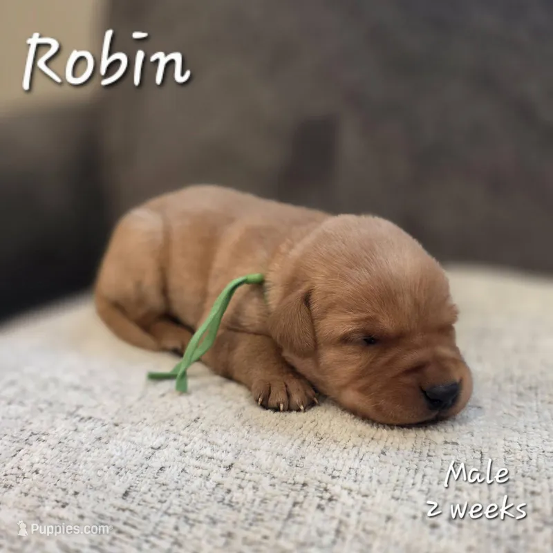Robin – Labrador Retriever puppy for sale in Arthur, IA