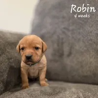 Robin, a male Labrador Retriever for sale in Arthur, IA – 4 of 7