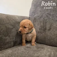 Robin, a male Labrador Retriever for sale in Arthur, IA – 3 of 7