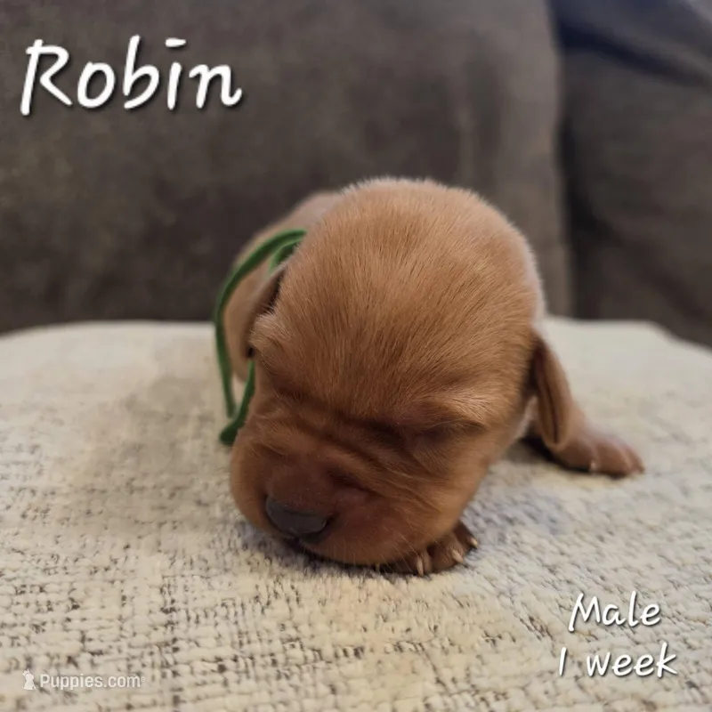 Robin – Labrador Retriever puppy for sale in Arthur, IA