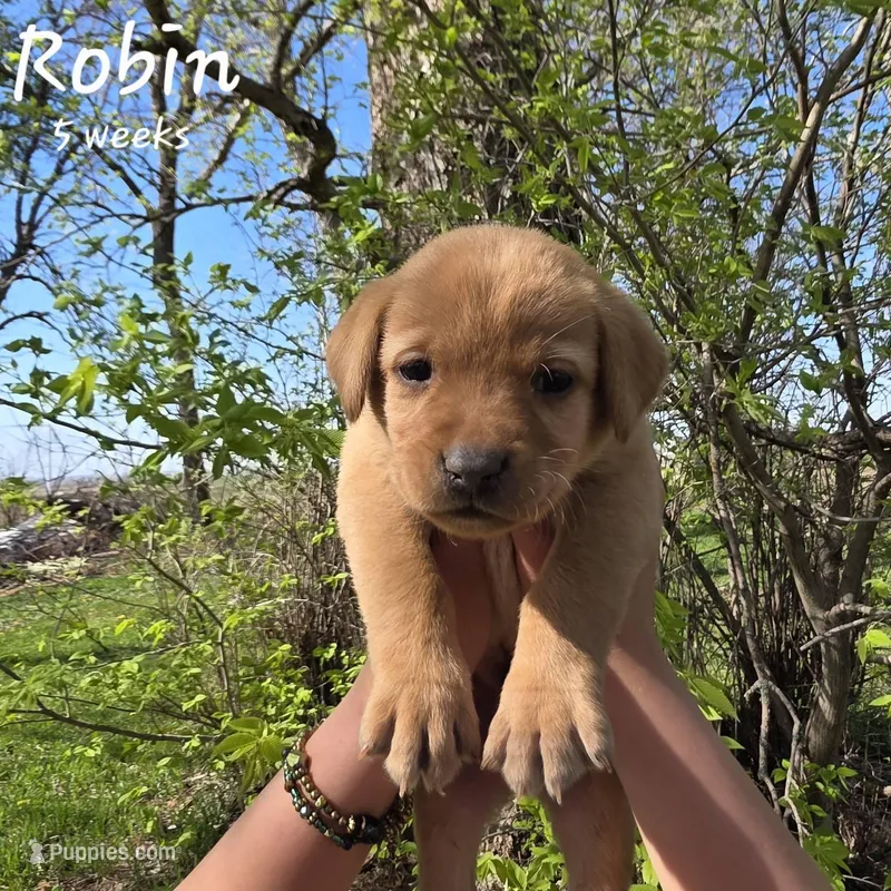 Robin – Labrador Retriever puppy for sale in Arthur, IA