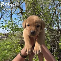 Robin, a male Labrador Retriever for sale in Arthur, IA – 1 of 7