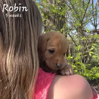 Robin, a male Labrador Retriever for sale in Arthur, IA – 2 of 7
