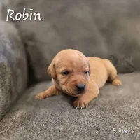 Robin, a male Labrador Retriever for sale in Arthur, IA – 5 of 7