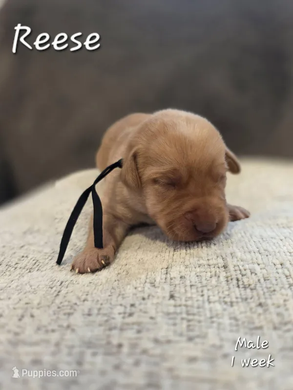 Reese – Labrador Retriever puppy for sale in Arthur, IA