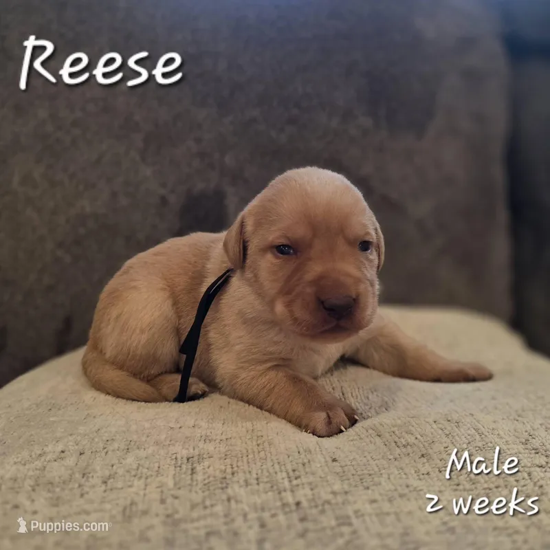 Reese – Labrador Retriever puppy for sale in Arthur, IA