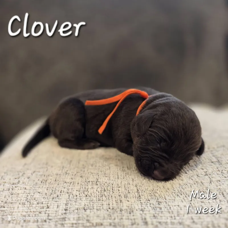 Clover – Labrador Retriever puppy for sale in Arthur, IA