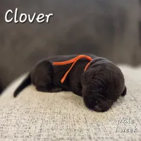 Clover, a male Labrador Retriever for sale in Arthur, IA – 1 of 1