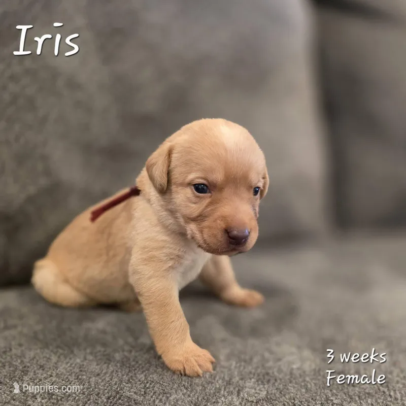 Iris – Labrador Retriever puppy for sale in Arthur, IA