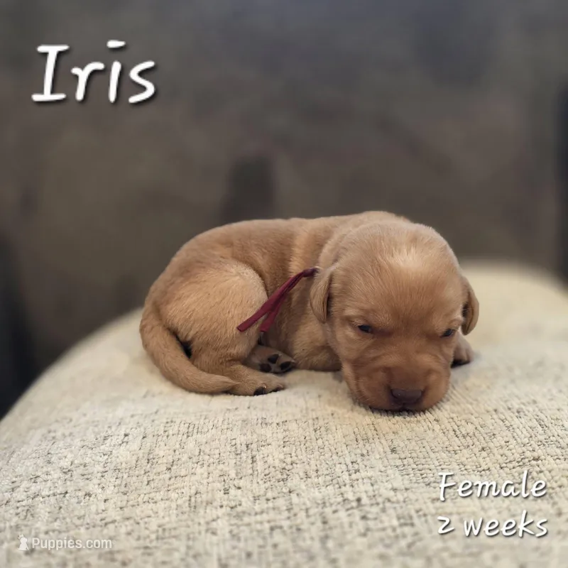 Iris – Labrador Retriever puppy for sale in Arthur, IA
